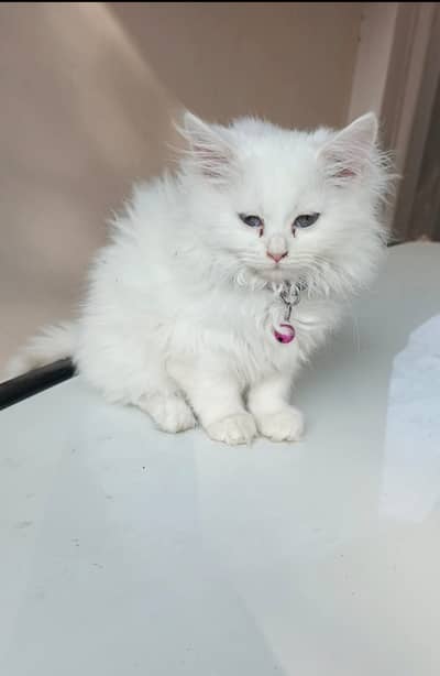 Persian Long Coat Kitten / Very Playfull Whatsapp3136080306Only