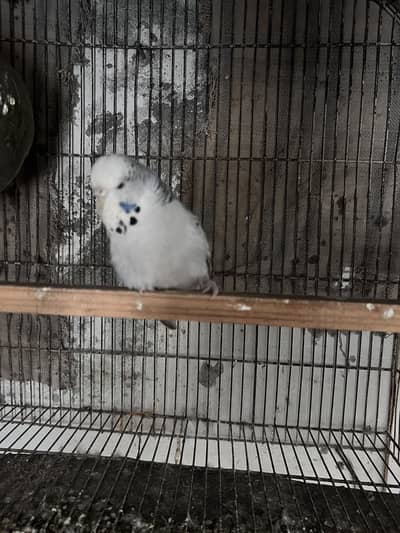 Exhibition breeder budgie grey female
