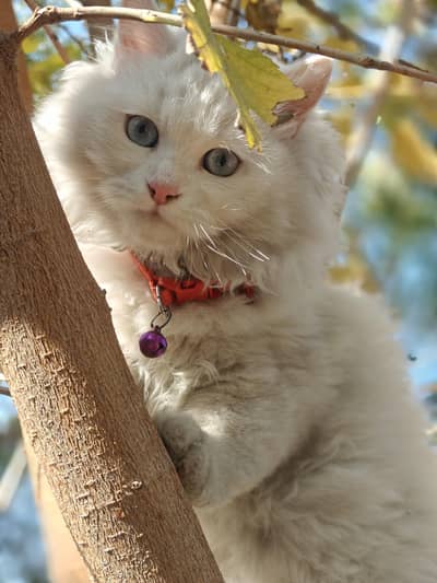 Persian Cat Triple Cot Extra Long Hairs
