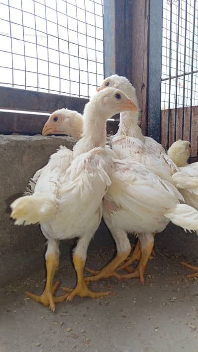 heera chicks/shamo chicks/heera aseel chicks/white aseel chicks/ shamo