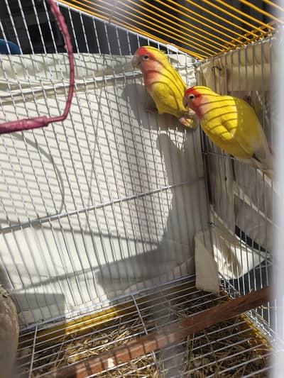 New cage+pair Breader lovebird