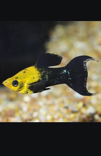molly fish