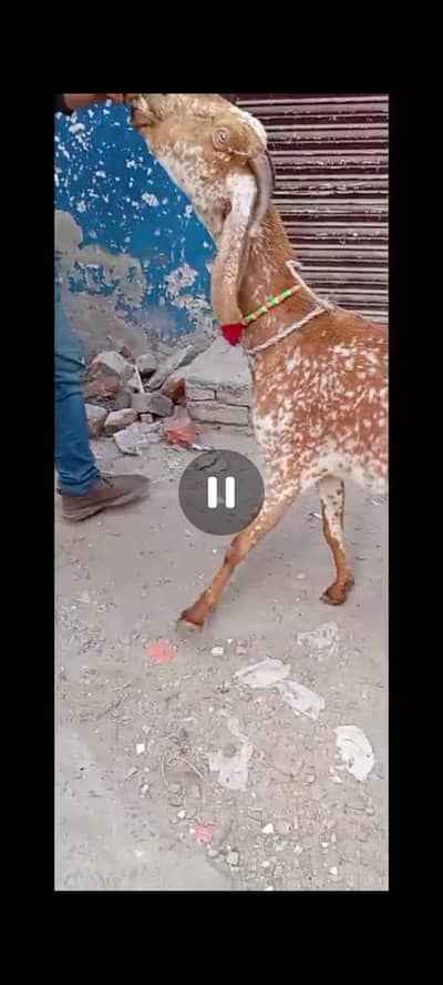 gabban confirmed 1.15 din03141446467