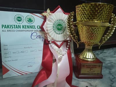 German Shepherd puppy