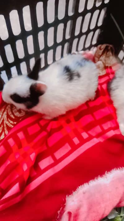 adorable bunnies available for sale 600 each only