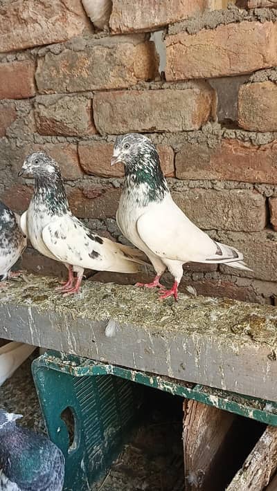 Sailkoti Breader Pair