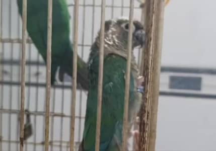 BLUE TORQUIES CNOURE BREADER PAIR