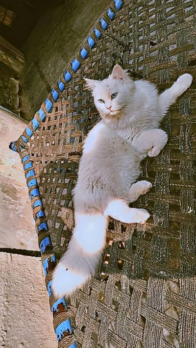 blue eyes ha is ki bohat payari ha