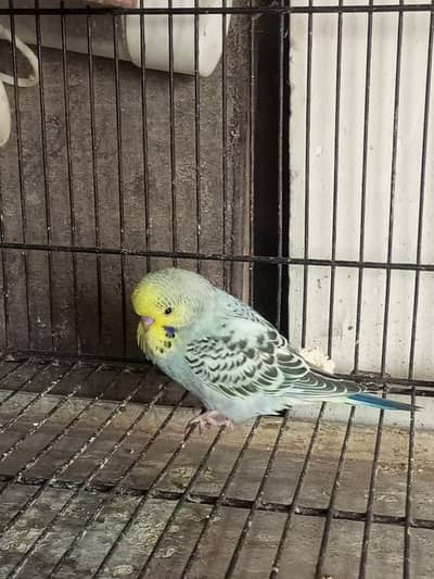 under exi phaty badgies for sale