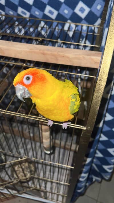 Hand Tame Sun Conure – Young & Healthy – Lahore Only