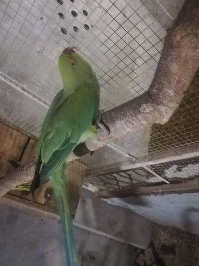 breeder female heat per ha