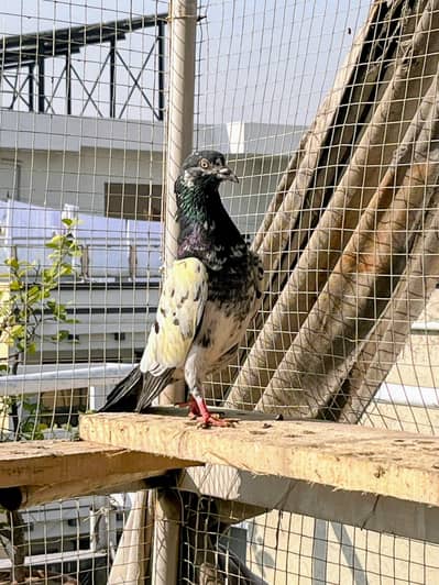 Quality Breeder Pigeons