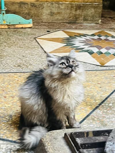 Persian cat for sale