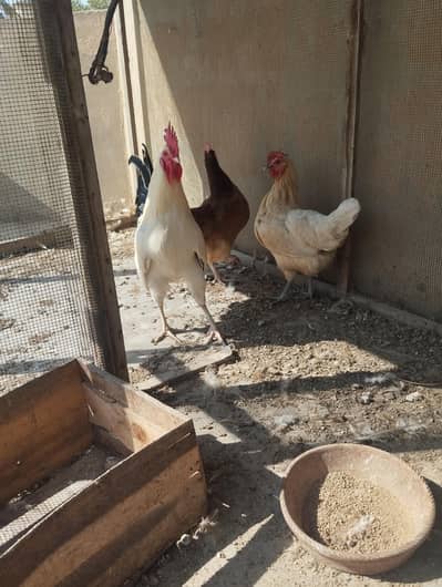 2 egg lying hens for sale  with cock