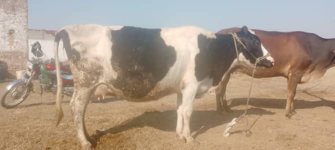Jersey Friesian Cross COW/Gai/Cow/FRESIAN COW / JERSY CROSS COW