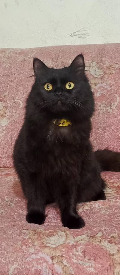 Black Persian double coat