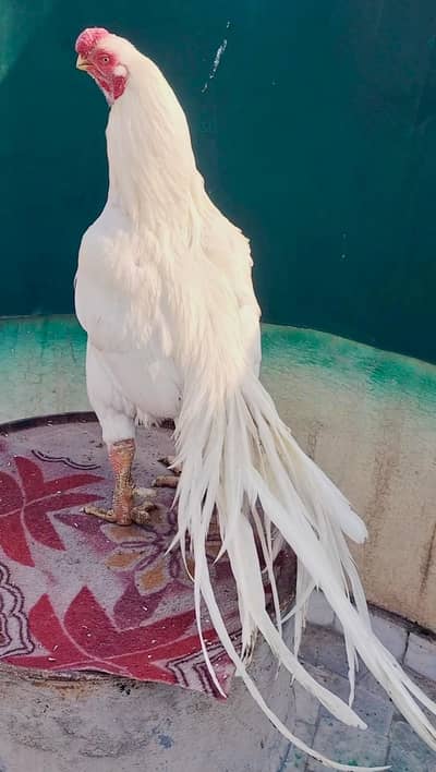 Indian parrot beak long tail
