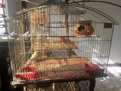 cage for sale with parrot