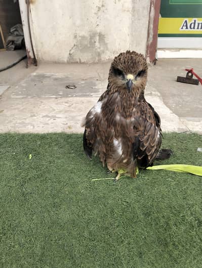 I don't know this birds