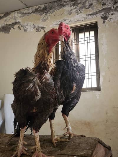 ASEEL MALE OR FEMALE FOR SALE