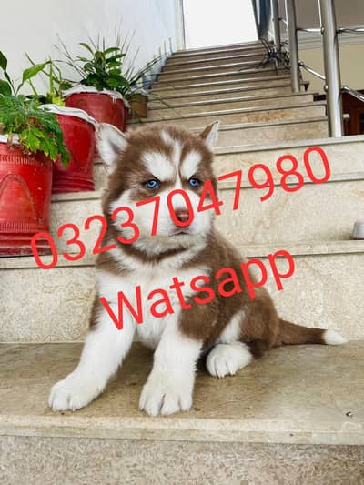 Siberian husky puppies