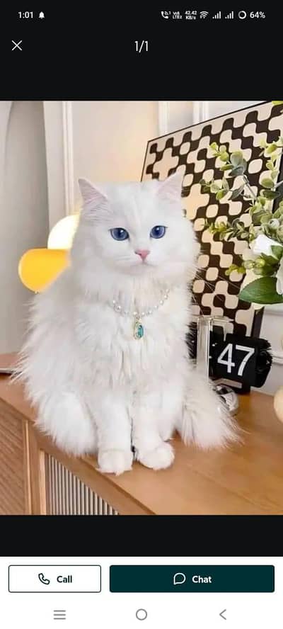 Persian cat for sale my WhatsApp number 03241295120