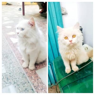 doble coat 03239854645