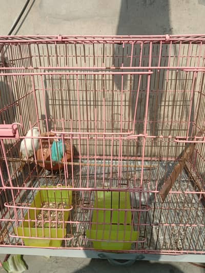 BIRDS CAGE