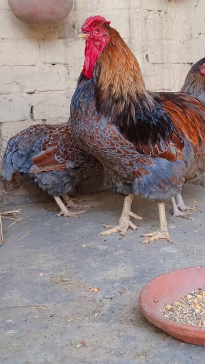 blue laced wyandotte for sale