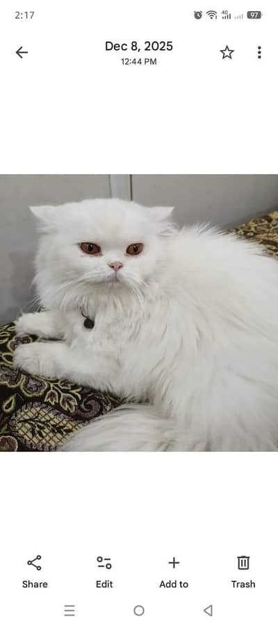 PUNCH FACE FEMALE FOR URGENT SALE HOME CAT