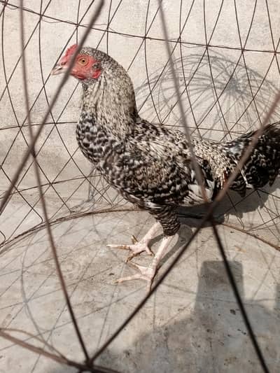 Mix breed k murgha hai