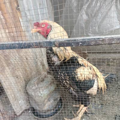 aseel and desi murgha young and healthy