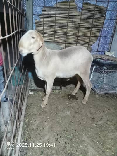 Heavy Weight Pure Khassi Golden Khaara Dumba Age Fresh 2 Teeth