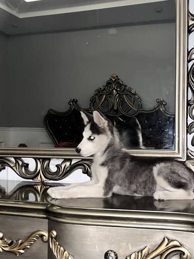 Husky puppy 3.8 months