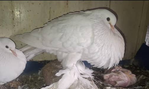 Ghubara Chicks pair and King Breeder Female available for sale.