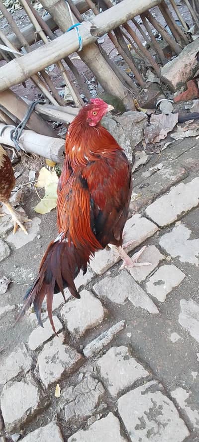 Best quality Aseel Murgay for sale  03175062916