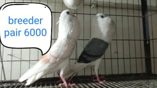 fancy pigeon | kabutar| Jacobin|  frillback saddle | amarican fantail|