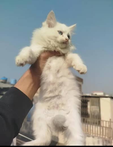 Persian cat for sale