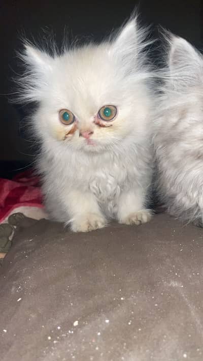 Long coat Persian cats male and female