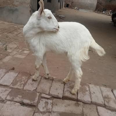 pure burbury goat