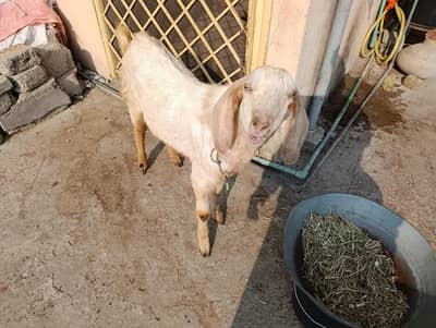 Male Kanj Bakra For Sadqa