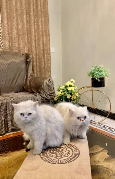 Triple-coat Persian pair