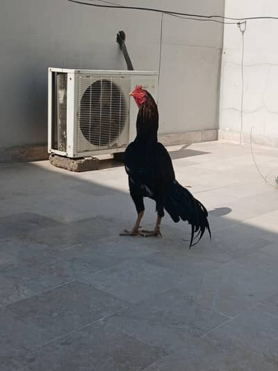 jisko samaj aai wo rabta karey