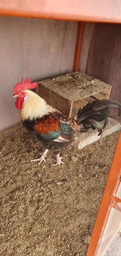 Desi murgha for sale