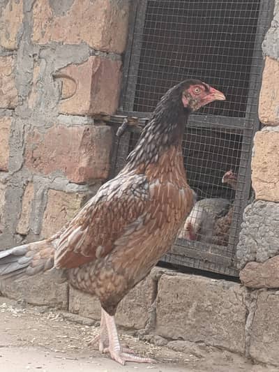 Aseel Hen for sale