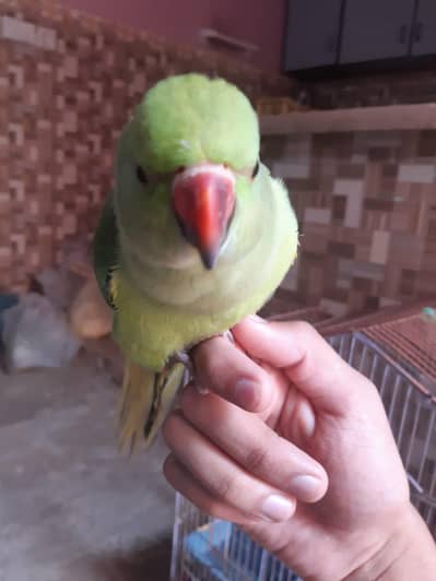Handtame Parrot chick