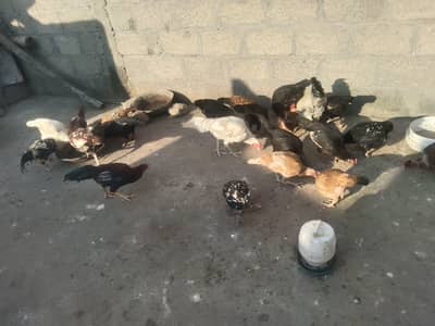 انڈے دینے والی مرغیاں