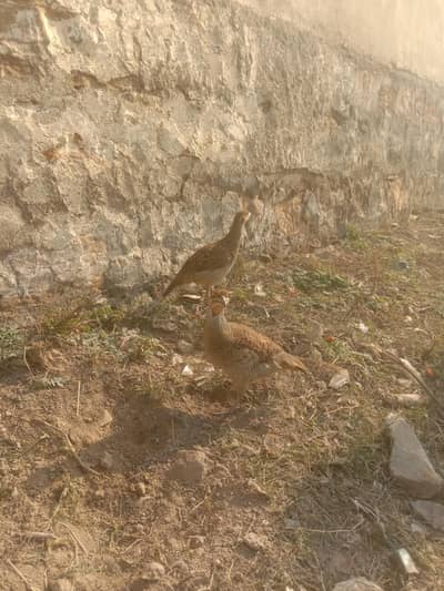 Dakni teetar pair king size