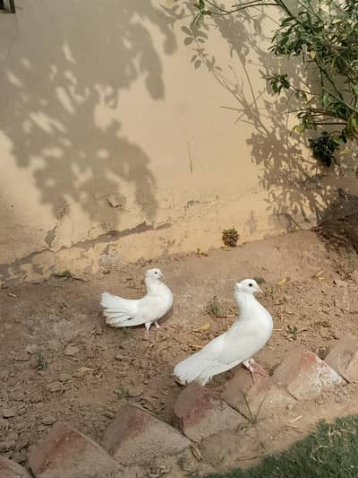 kabootar pair