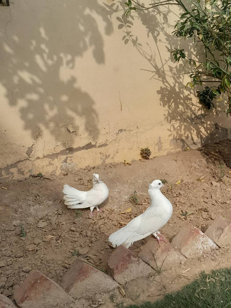 kabootar pair 2